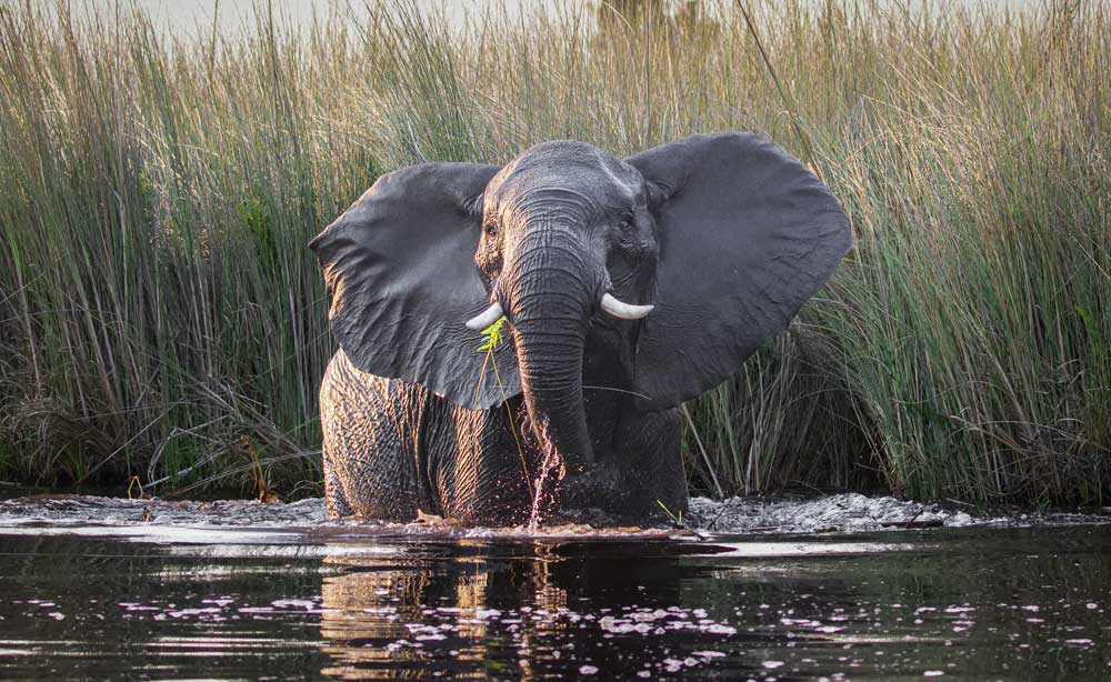 Animali in pericolo estinzione in-Sud-africa-oggi Animali in pericolo estinzione in-Sud-africa-oggi
