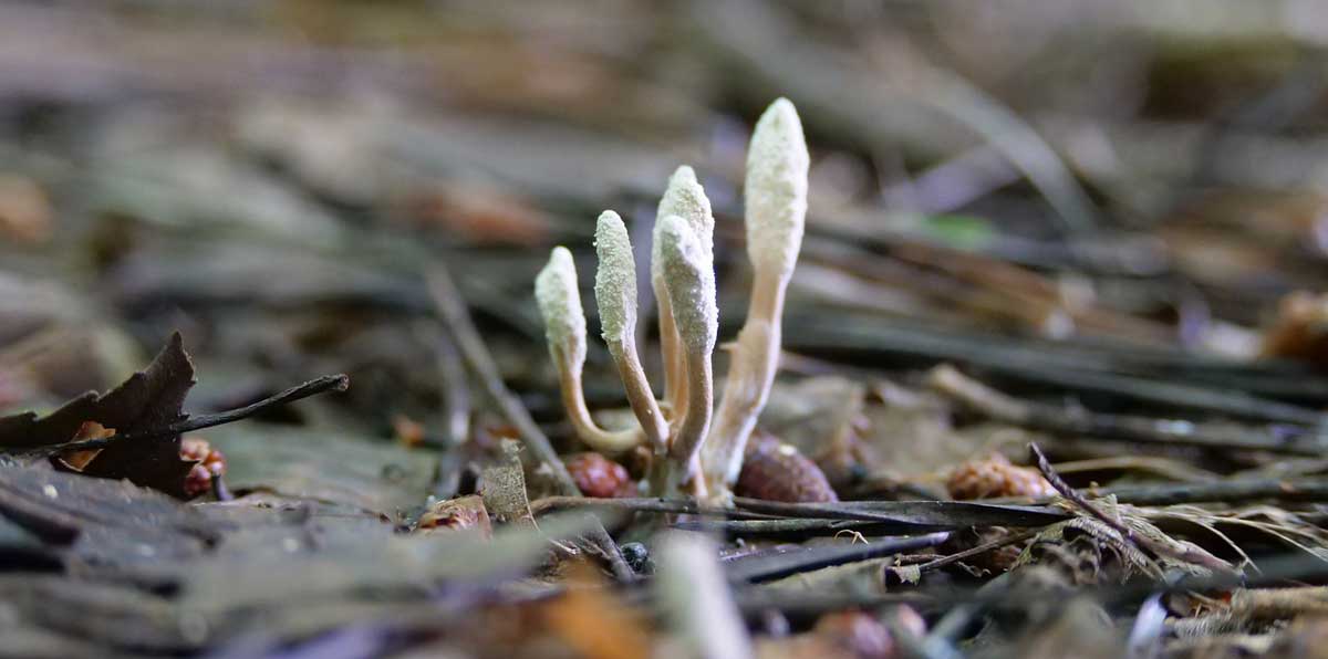 benefici-fungo-Cordyceps